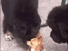 Драматичная чихуахуа