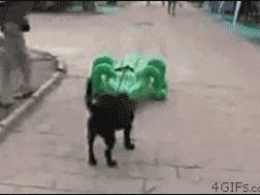 Побег от игрушечного крокодила