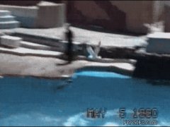 Случайно сбили чайку