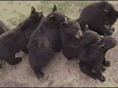 Паровозик из медвежат