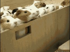 Стадо морских свинок