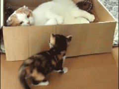 Резкая атака из коробки