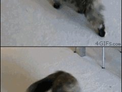 Гонка за хвостом
