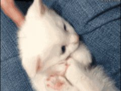 Укусила свою лапочку