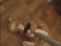 Кошка любит убирать дом