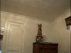 Дикая кошка дома