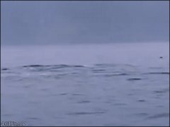 Кит сбивает птицу хвостом