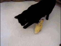 Утенок преследует кошку