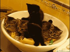 Синхронные котята