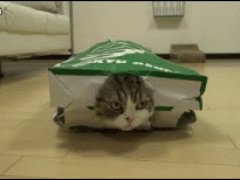 Мару в пустой коробке