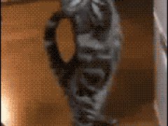 Котик - попрошайка