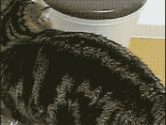 Кот Мару в мусорном ведре