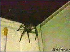 Паук схватил сигарету