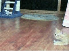 Напугала маленького котенка