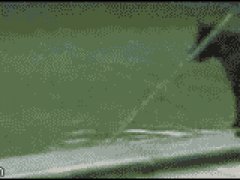 Умная собака достала мяч из воды