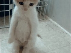 Стоящий на задних лапках котёнок