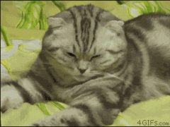Утомленная кошка
