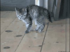 Подпригивающий котёнок
