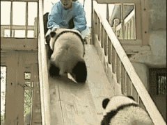 Панды на игровой площадке
