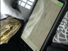 Ящерица поедает цифровых муравьев