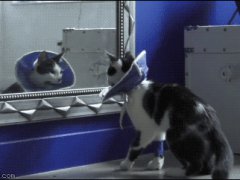 Опешила от своего отражения