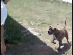 Собака делает сальто