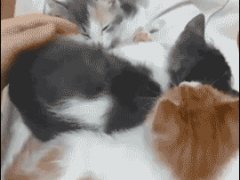 Секретный котенок