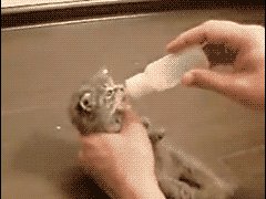 Котенок очень любит молочко