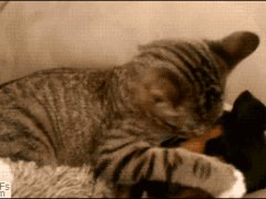 Обнимашки с щенком