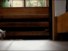 Бегущий детеныш вомбата