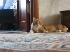 Самая странная кошачья походка