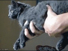 Стабильная кошка