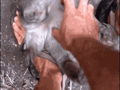 Щекотка вомбата
