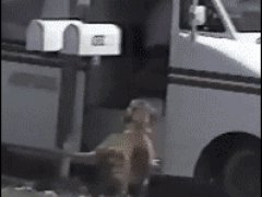 Приносящая почту собака