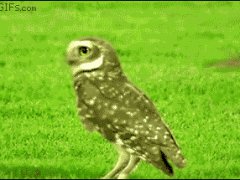 Сова использует обманный маневр