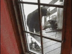 Кошка набросилась на медведя