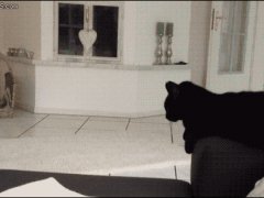 Кошачье приветствие