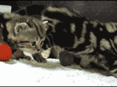 Первые неуверенные шаги
