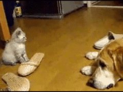 Котёнок в атаке