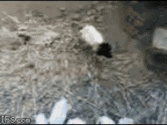 Овца в черной маске