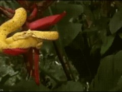 Разочарование змеи