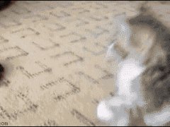 Котенок и черепаха