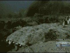 Выскользнула из пасти