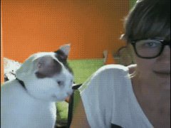 Требующая внимания кошка