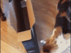 Не поместился в узкой коробке