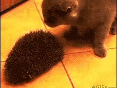 Приятно почесаться об ёжика