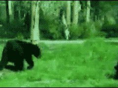 Медвежьи игры