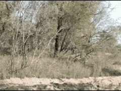 Затаившийся леопард