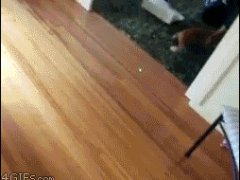 Боулинг с котом