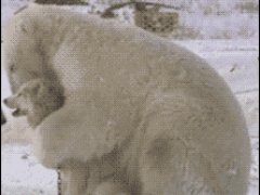 Медвежья дружба